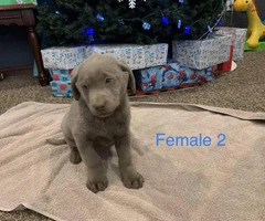 AKC registered silver lab puppies