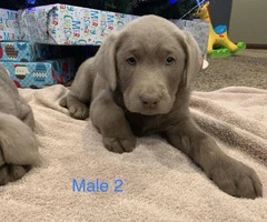 AKC registered silver lab puppies - 2