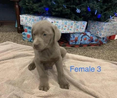 AKC registered silver lab puppies - 3