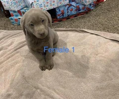 AKC registered silver lab puppies - 4