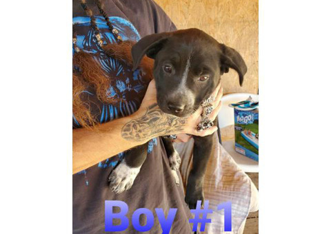 5 adorable Puppies for sale