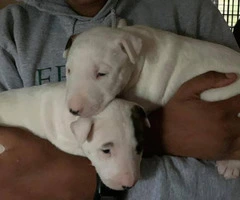 2 females Bull Terrier Puppies left - 5
