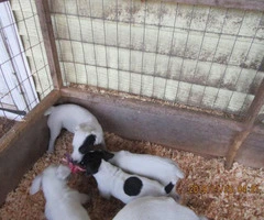 Jack Russell Terrier puppies available - 3