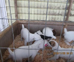 Jack Russell Terrier puppies available - 4