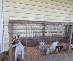 Jack Russell Terrier puppies available - 5