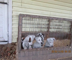 Jack Russell Terrier puppies available - 7