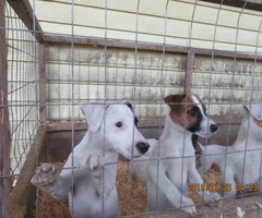 Jack Russell Terrier puppies available - 8