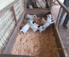 Jack Russell Terrier puppies available - 11