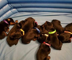 Gorgeous Dobermans for Sale 4 Males and 5 Females still available