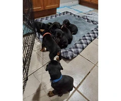 Gorgeous Dobermans for Sale 4 Males and 5 Females still available - 2