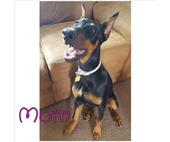 Gorgeous Dobermans for Sale 4 Males and 5 Females still available - 5