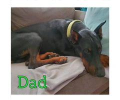 Gorgeous Dobermans for Sale 4 Males and 5 Females still available - 6