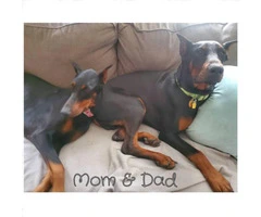 Gorgeous Dobermans for Sale 4 Males and 5 Females still available - 7