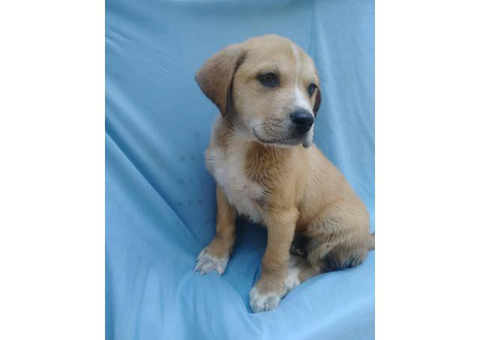 One Male Mastiff / Labrador Retriever Mix Puppy for Sale