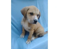 One Male Mastiff / Labrador Retriever Mix Puppy for Sale - 3