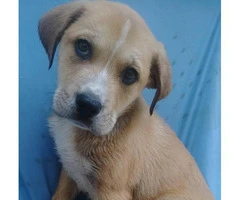 One Male Mastiff / Labrador Retriever Mix Puppy for Sale - 5