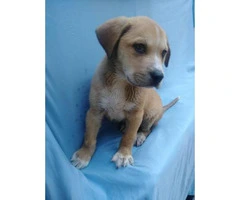One Male Mastiff / Labrador Retriever Mix Puppy for Sale - 6