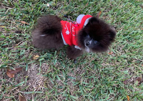 Fluffy Pomeranian puppy