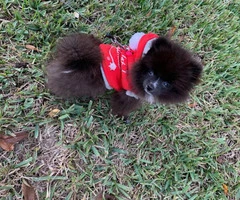 Fluffy Pomeranian puppy - 1