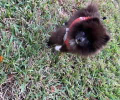 Fluffy Pomeranian puppy - 4
