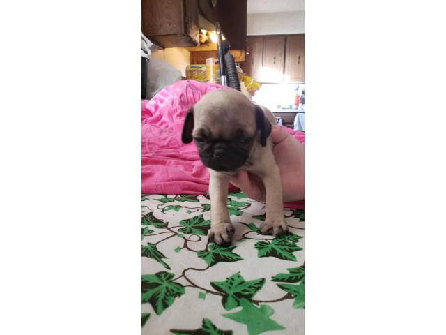 6 cute pug babies in Tulsa, Oklahoma Puppies for Sale