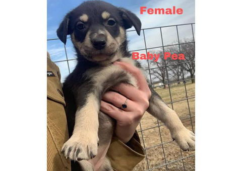 6 Labahoula mixed puppies available