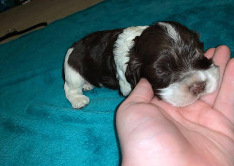 2 males Cocker Spaniels for rehoming
