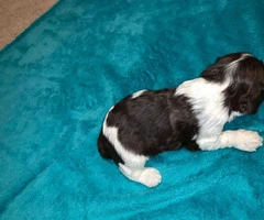 2 males Cocker Spaniels for rehoming - 3
