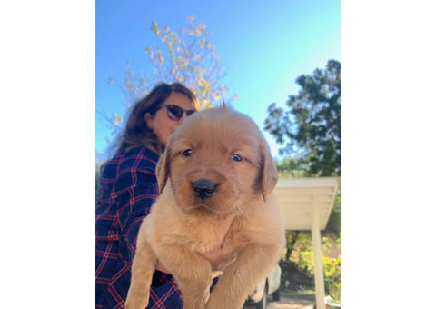 AKC Christmas Golden Retriever puppy