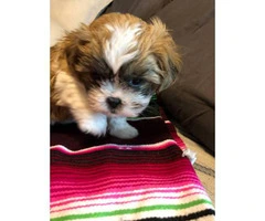 One Female Shitzu puppy for sale