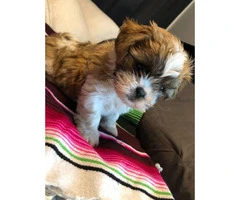 One Female Shitzu puppy for sale - 2