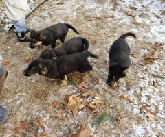 German Shepard puppies Available for Christmas