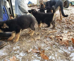 German Shepard puppies Available for Christmas - 2