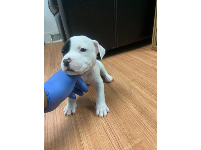 5 American Staffordshire Bull Terrier for sale in