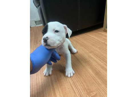 5 American Staffordshire Bull Terrier for sale