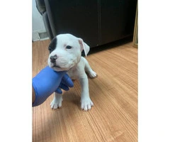 5 American Staffordshire Bull Terrier for sale