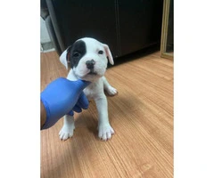 5 American Staffordshire Bull Terrier for sale - 2