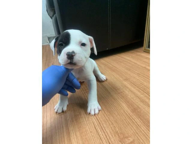 5 American Staffordshire Bull Terrier for sale - 3/19