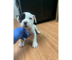 5 American Staffordshire Bull Terrier for sale - 3