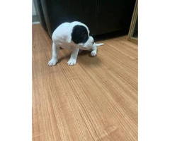 5 American Staffordshire Bull Terrier for sale - 5