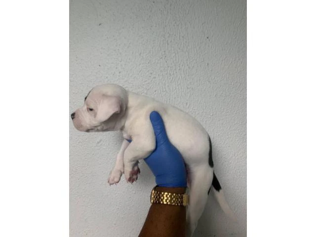 5 American Staffordshire Bull Terrier for sale - 7/19
