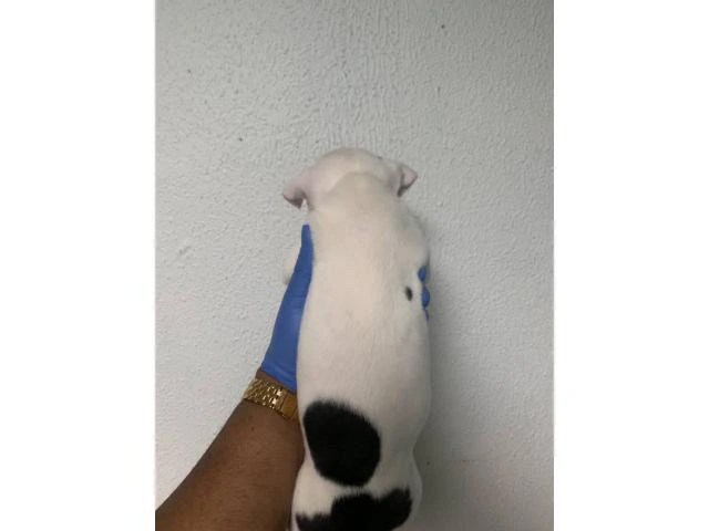 5 American Staffordshire Bull Terrier for sale - 9/19
