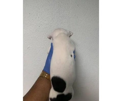 5 American Staffordshire Bull Terrier for sale - 9