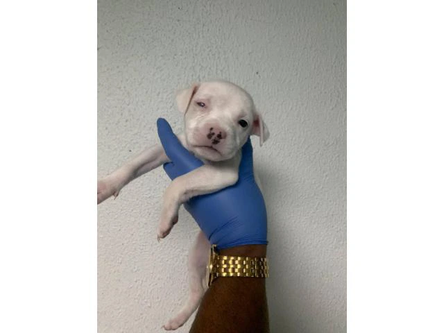 5 American Staffordshire Bull Terrier for sale - 10/19