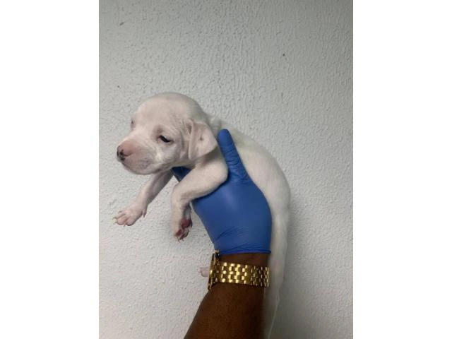 5 American Staffordshire Bull Terrier for sale - 11/19
