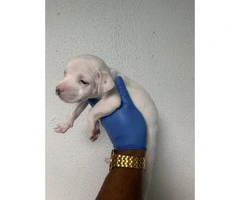 5 American Staffordshire Bull Terrier for sale - 11