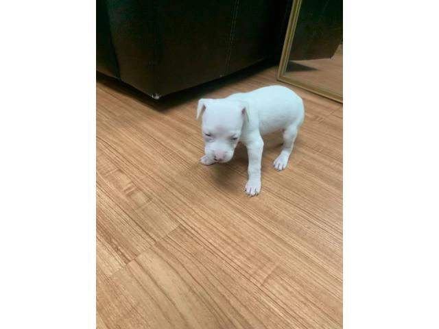 5 American Staffordshire Bull Terrier for sale - 13/19