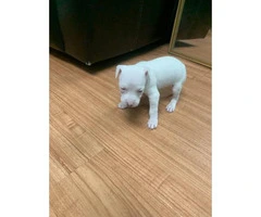 5 American Staffordshire Bull Terrier for sale - 13