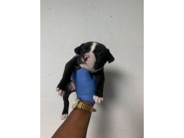 5 American Staffordshire Bull Terrier for sale - 15/19