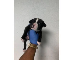 5 American Staffordshire Bull Terrier for sale - 15